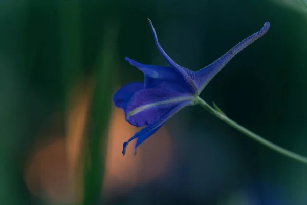 Close Delicate Blue Purple Colored Bluebells Green Grass May Spring — Stock Photo, Image