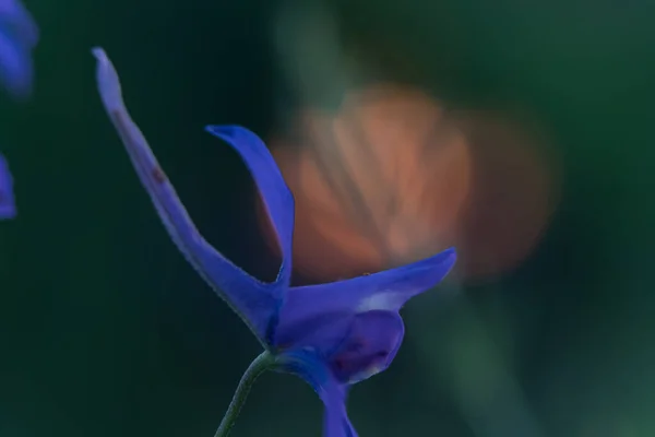 Mayısta Baharda Yeşil Çimlerde Narin Mavi Renkli Çan Çiçeklerini Kapatın — Stok fotoğraf
