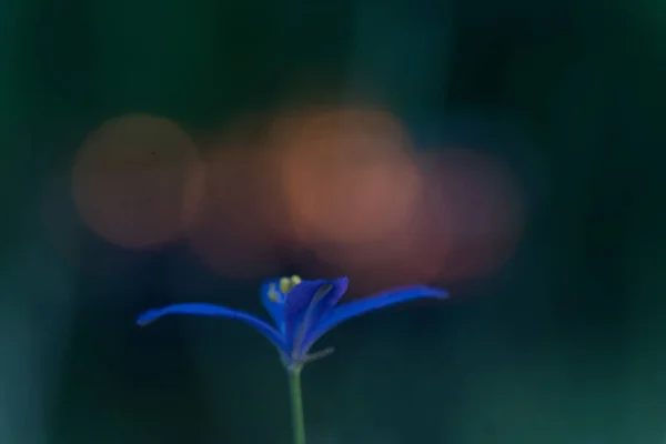 Close Delicate Blue Purple Colored Bluebells Green Grass May Spring — Stock Photo, Image