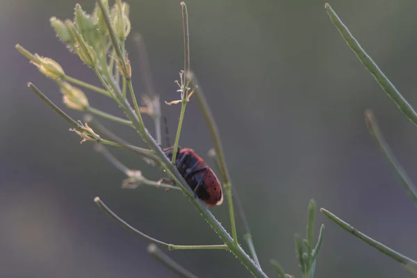 昆虫成了红黑甲虫的猎物 Rhynocoris Iracundus 日落时拍特写 草上有红黑甲虫 — 图库照片