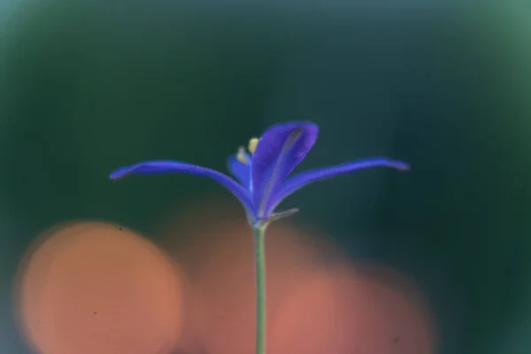 Larkspur Delphinium Belladonna Hybride Atlantis Tuinplant Close Bij Zonsondergang — Stockfoto