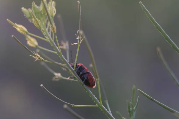 Insecto Cayó Presa Del Escarabajo Rojo Negro Rhynocoris Iracundus Primer —  Fotos de Stock