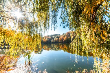 Kızıl Çimen 'in altında koyu kırmızı çalılar olan sarı dallar.
