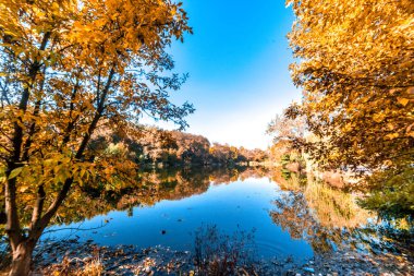 Kızıl Çimen 'in altında koyu kırmızı çalılar olan sarı dallar.