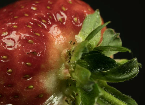 Erdbeeren Aus Nächster Nähe Sichtbare Struktur Und Kleine Details Kleine — Stockfoto