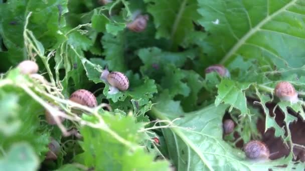 Active Escargots Wooden Shelves Agriculture Snails Farm Snail Climbs Another — Stock Video