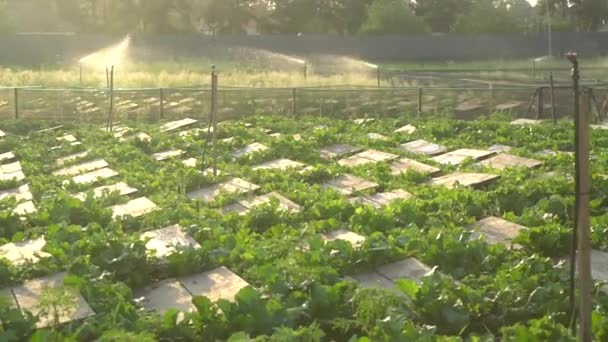 Escargots Actifs Sur Des Étagères Bois Dans Agriculture Escargots Ferme — Video