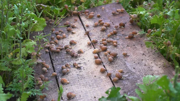Helix Aspersa Muller, Maxima Salyangoz, Organik Çiftlik, Salyangoz, Tahta Salyangoz Üzerinde Yenilebilir Salyangoz. Salyangoz üretimi. Salyangoz Çiftliği. Kahverengi kabuklu yumuşakça salyangozlar