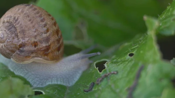 Helix Aspersa Muller Maxima Snail Biologischer Landbau Schneckenzucht Essbare Schnecken — Stockfoto