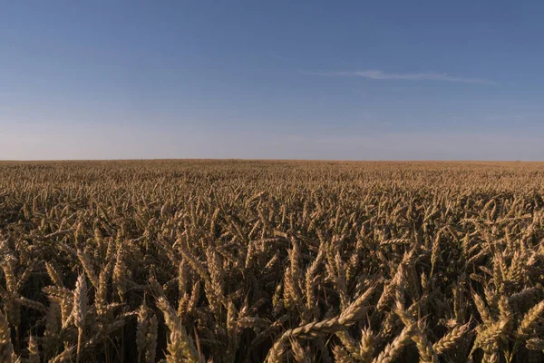 Güzel Gökyüzü Kırsal Alanda Buğday Tarlaları Üzerinde Bulutlar Gökyüzüne Karşı — Stok fotoğraf