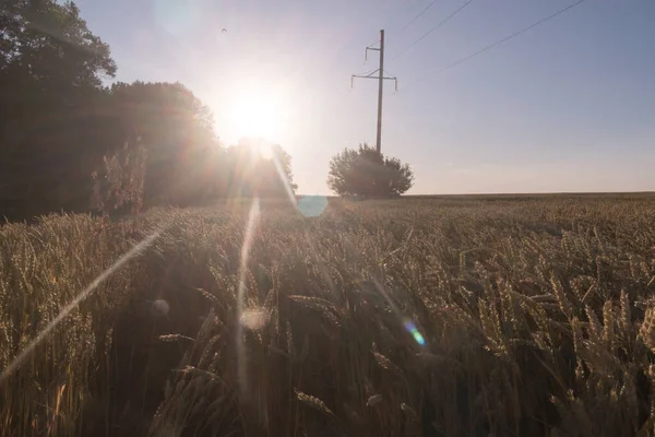 Electric Transmission Lines Stretching Golden Wheat Field Rays Pink Sunset — 스톡 사진