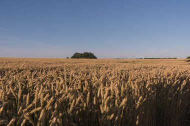Güzel gökyüzü, kırsal alanda buğday tarlaları üzerinde bulutlar. Gökyüzüne karşı olgun tahıl hasadı. Buğday kulakları rüzgarı sallar. Büyük sarı buğday tabanı. Gün batımının altın ışıklarıyla..