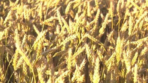 Σιτάρι Αυτιά Χρυσού Σιταριού Από Κοντά Όμορφη Φύση Ηλιοβασίλεμα Τοπίο — Αρχείο Βίντεο