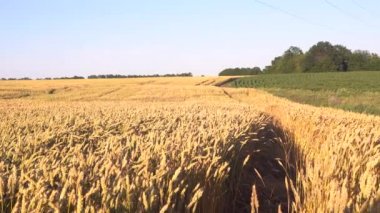 Buğday tarlası. Altın buğday kulakları yakında. Güzel Doğa Günbatımı Manzarası. Parlayan Güneş Işığı Altında Kırsal Manzara. Olgunlaşan çayırlık buğday tarlalarının arka planı. Zengin hasat kavramı