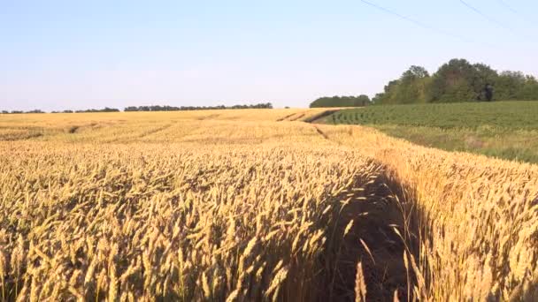 Pole Pszenicy Bliska Uszy Złotej Pszenicy Piękny Krajobraz Zachodu Słońca — Wideo stockowe