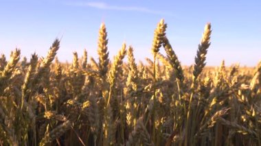 Sarı dikenler rüzgarda sallanıyor. Gökyüzüne karşı olgun tahıl hasadı. Büyük sarı bir buğday tarlası. Gün batımının altın ışıklarıyla.