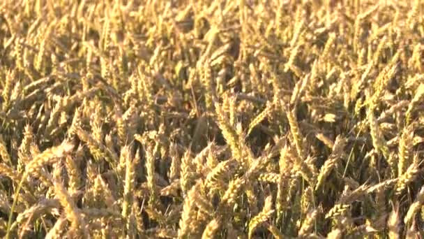 摄像机在金黄成熟的小麦地里移动 准备在夏日的晴天收割 — 图库视频影像