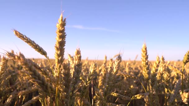 Gelbe Ähren Wiegen Sich Wind Reife Getreideernte Gegen Den Himmel — Stockvideo