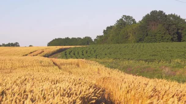 Żółte Kolce Kołyszą Wiatrem Dojrzałe Zbiory Zbóż Przeciwko Niebu Ogromne — Wideo stockowe