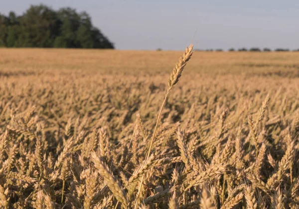 Eén Oor Wild Gras Het Midden Zonlicht Schittering Tussen Droge — Stockfoto