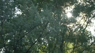 Büyük ağaçtaki dalın arkasındaki güneş. Büyük ağacın yapraklarından gelen ışık huzmesi. Yaprakları ve güneşi olan ağaçlardan taçlar.