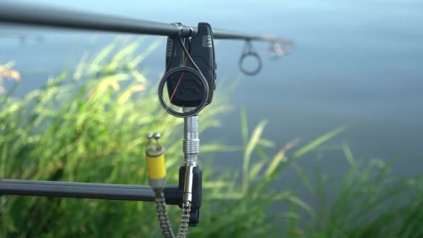 Риболовля Коропа Концепція Риболовлі Коропа Ставка Підставка Риболовлі — стокове відео