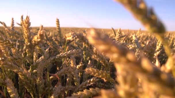 Los Picos Amarillos Balancean Viento Cosecha Cereales Maduros Contra Cielo — Vídeos de Stock