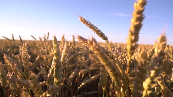 Жовті Шипи Хитаються Вітрі Зрілий Урожай Зернових Тлі Неба Величезне — стокове відео