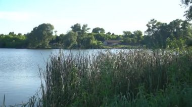 Genç kamışların yeşil yaprakları ılık bir günde mavi bir gölette sallanıyor.