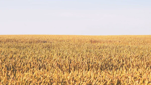 Золотое Поле Пшеницы Против Голубого Неба Концепция Богатого Урожая — стоковое фото
