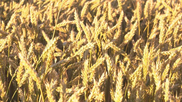 황금빛밀 가시들 산들바람에 흔들리고 있습니다 수확에 — 스톡 사진