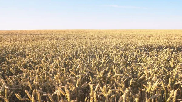 Пшеничное Поле Уши Золотой Пшеницы Закрываются Природный Ландшафт Заката Сельские — стоковое фото