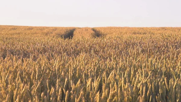 Achtergrond Van Rijpende Oren Van Gele Tarweveld Zonsondergang Bewolkte Oranje — Stockfoto