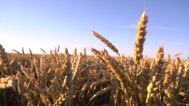 Los Picos Amarillos Balancean Viento Cosecha Cereales Maduros Contra Cielo — Vídeo de stock