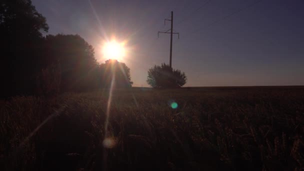 Elektrické Přenosové Vedení Táhnoucí Přes Zlaté Pšeničné Pole Paprscích Růžového — Stock video