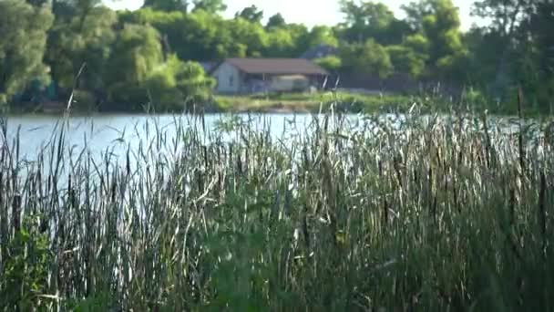 青い池の上の暖かい日の揺れに若い葦の緑の葉 — ストック動画