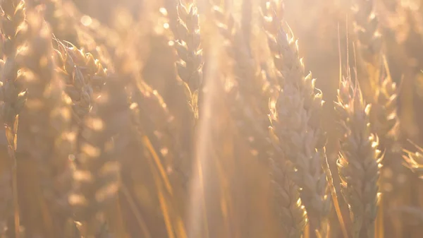 Молодые Колосья Пшеницы Поле Концепция Богатого Урожая — стоковое фото