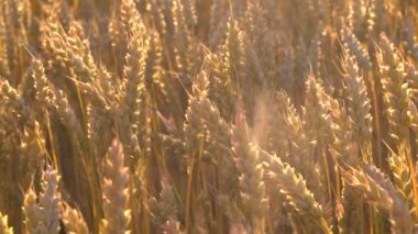 Sarı dikenler rüzgarda sallanıyor. Gökyüzüne karşı olgun tahıl hasadı. Büyük sarı bir buğday tarlası. Gün batımının altın ışıklarıyla.