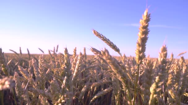 Los Picos Amarillos Balancean Viento Cosecha Cereales Maduros Contra Cielo — Vídeos de Stock