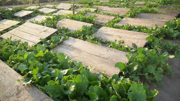 Helix Aspersa Muller Maxima Snail Organic Farming Snail Farming 木製のカタツムリボード上の食用カタツムリ — ストック写真