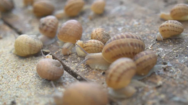 Helix Aspersa Muller Maxima Snail Biologischer Landbau Schneckenzucht Essbare Schnecken — Stockfoto