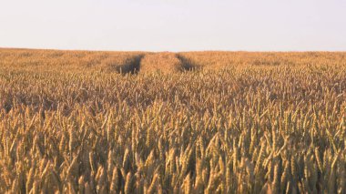 Buğday tarlası. Altın buğday kulakları yakında. Zengin hasat kavramı