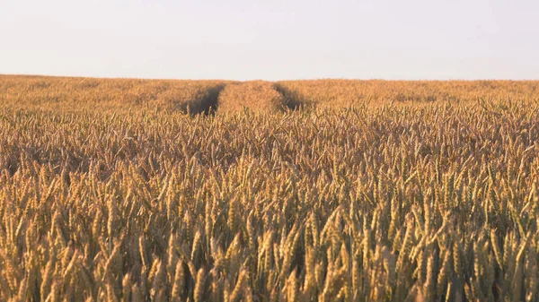Пшеничное Поле Уши Золотой Пшеницы Закрываются Концепция Богатого Урожая — стоковое фото