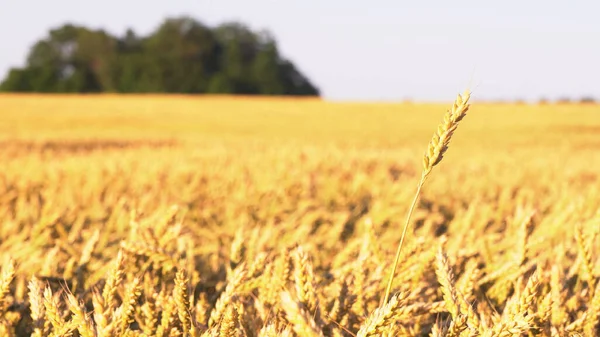 Gouden Veld Van Tarwe Tegen Blauwe Lucht Rijke Oogst Concept — Stockfoto