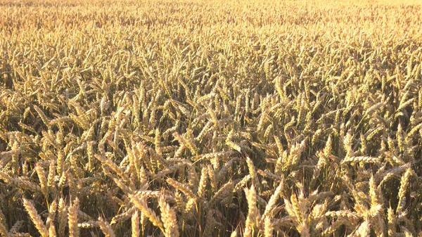 Золотое Поле Пшеницы Против Голубого Неба Концепция Богатого Урожая — стоковое фото