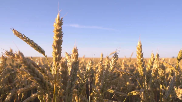 Tarweveld Oren Van Gouden Tarwe Van Dichtbij Rijke Oogst Concept — Stockfoto