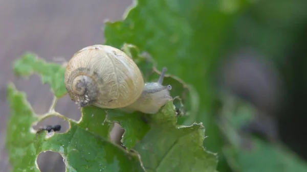 Snail Shell Fresh Sprout Leafs Mollusk Snails Brown Striped Shell — Stock Photo, Image