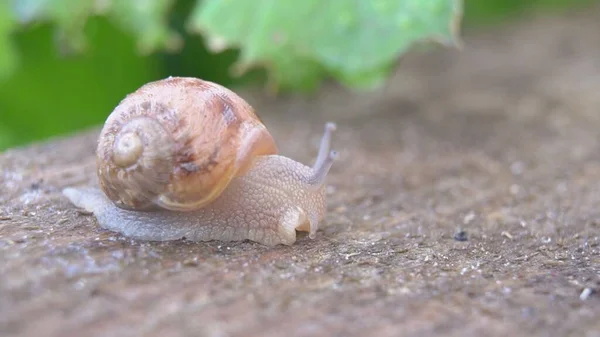 Schneckenhaus Zwischen Frischen Sprossen Weichtierschnecken Mit Braun Gestreiftem Gehäuse — Stockfoto