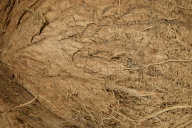 Hindistan cevizi fiber dokusu. Saha fotoğrafının derinliği.