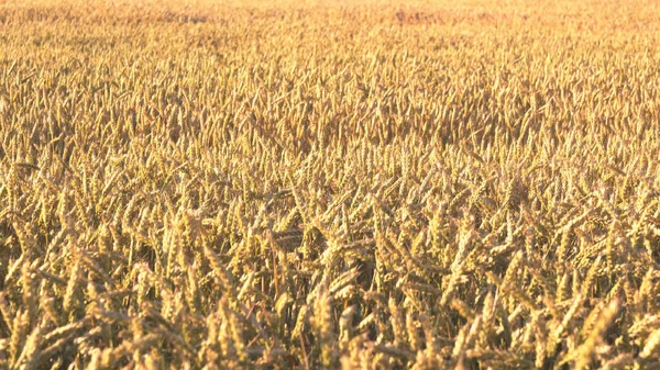 Gouden Veld Van Tarwe Tegen Blauwe Lucht Rijke Oogst Concept — Stockfoto